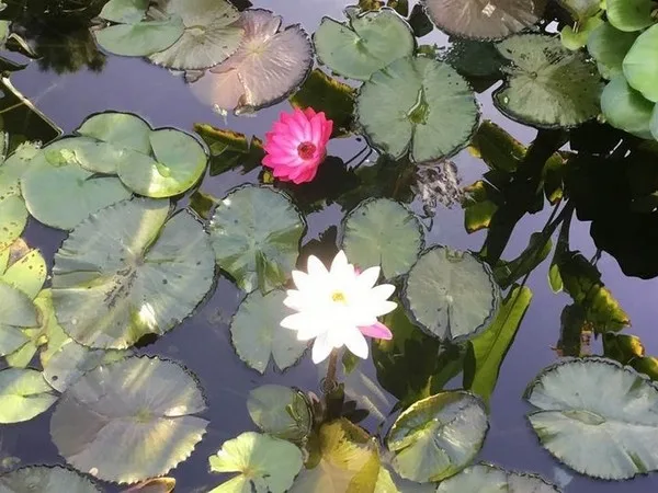 Water lilies in a garden pond in Boquete